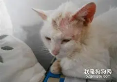 猫咪秃毛癣怎么防治 秃毛癣诊断和防治方法