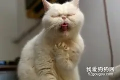 猫咪经常干呕主要有哪些原因？