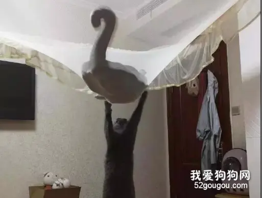 猫咪发疯跳上了蚊帐，结果它的小伙伴...