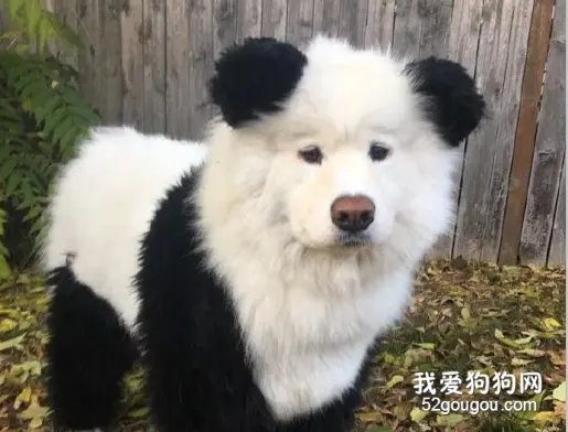 如果大熊猫不再熬夜的话，它应该长这样...