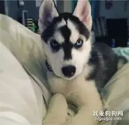 二哈出生时麻麻太随意，狗子被迫长成这个样子，丑哭