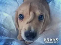 因头上长了条尾巴被遗弃，得到救助后，这只独角兽奶汪萌化全网！