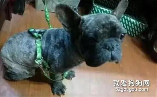 捡到一只浑身长绿毛的狗狗，分享到朋友圈有人却说：这狗值上万块！