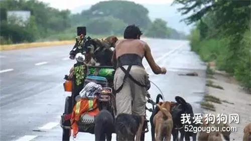 6年一万公里，怪男子推板车载16只狗狗流浪，背后故事很传奇！