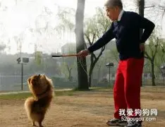 适合老人养的狗？老年人适合养什么狗？