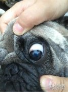 狗狗眼睛浑浊怎么回事？狗的眼睛多云的原因症状和治疗解决办法