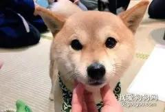 什么是豆柴犬？豆柴和柴犬什么关系？