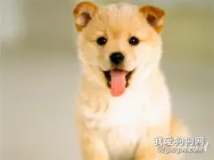 柴犬的训练方法,怎样训练柴犬