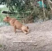 狗狗下体莫名瘫痪，突然一股神秘力量推了它一把...