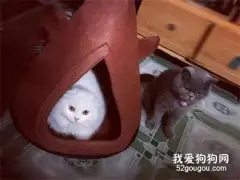 家里俩猫，奴才只买了一个窝！没抢到猫窝的那只…笑尿了！
