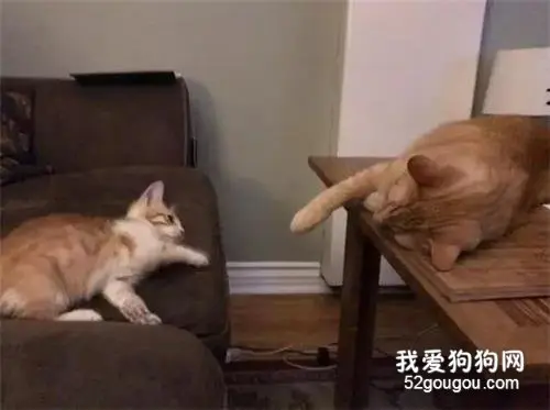 小猫贴着玻璃向店猫求助，后来还俘获了猫大哥的心被收编！