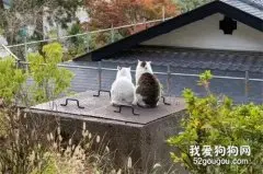 网友拍下俩猫看风景的画面，肩并肩岁月静好，然而镜头一转...