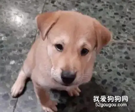 狗子睡觉身下突然多出一只狗，网友认真一看，瞬间就笑喷了！