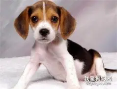 比格犬怎么美容 比格犬美容步骤流程