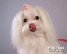 马尔济斯犬毛发怎么打理?