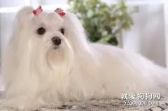 马尔济斯犬什么时候打疫苗 马尔济斯犬打疫苗时间介绍