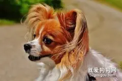 蝴蝶犬怎么补钙 蝴蝶犬补钙方法大全