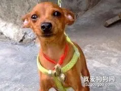 小鹿犬怎么美容 迷你杜宾犬美容流程