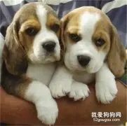 比格犬幼犬断奶后怎么喂养?