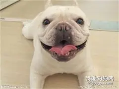 法斗有牙结石怎么办 法国斗牛犬牙结石预防治疗方法