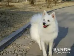  银狐犬耳道感染治疗方法