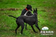 细犬得了细小怎么办 中国细犬细小病毒治疗方法