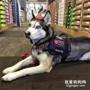 服务犬二哈和家养二哈有什么区别吗？