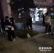 狗子在寒风中瑟瑟发抖，路人们居然还做这种事，太惨了！