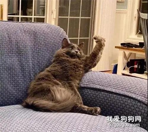 猫咪无聊摆出这个动作，主人惊呆：这TM还是猫？
