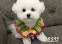 如何挑选一只健康的比熊犬?