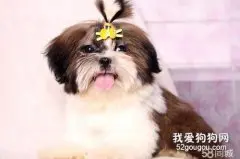 如何选购西施犬?选购西施犬应注意哪些事项?