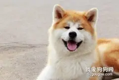 秋田犬好养吗?如何根据外表选购秋田犬?