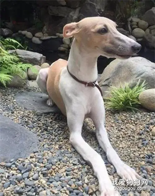 因狗狗身材纤瘦，网友老是被误会虐狗，心累解释：它是惠比特犬啦！