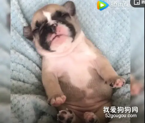从小就睡姿豪迈，四仰八叉睡觉也是小法斗的萌点之一吗？ 可爱萌宠圈  今天