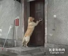 听说会按门铃的狗最懂事？快看看你家狗子学会了没