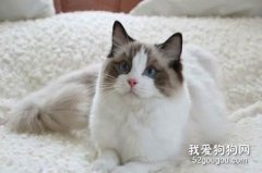 海双布偶猫什么意思 是一种最受欢迎的毛色