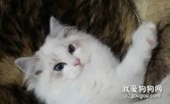 布偶猫的特点 看完你一定会想要养一只