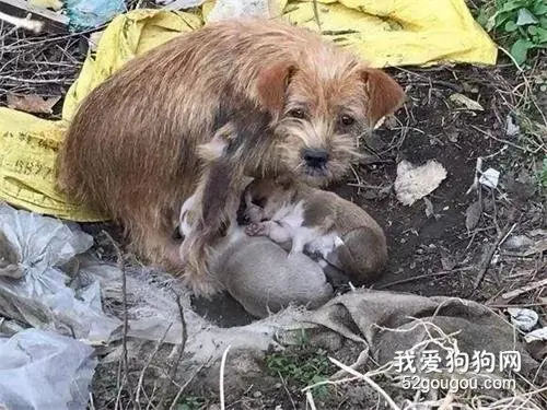 流浪狗妈妈为了孩子不被冻死，含泪祈求路人收留宝宝！