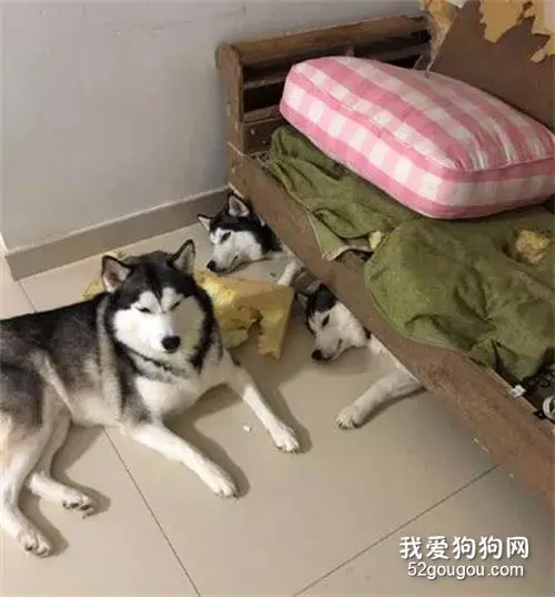 网友晒出哈士奇脱发的困扰，可大家的关注点居然是在家具上，笑疯了！