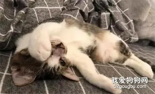 嫌流浪猫又丑又臭，同事不肯收养，结果两个月后被猫咪颜值征服了