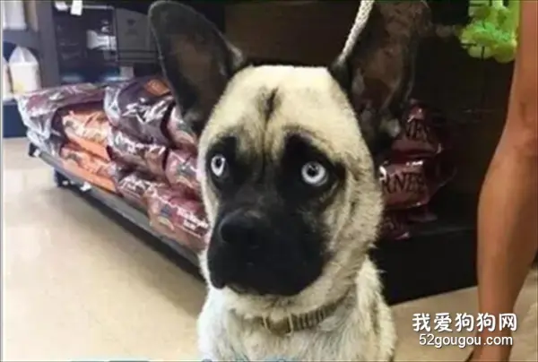 想要混血千万别找二哈！这可怕的基因，散发出各种谜一样的气质