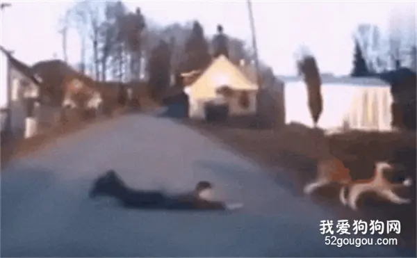 开车路遇一只狗和...差点变成杀人犯，太狠了！