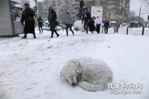 冬天，如果有流浪狗趴在路上挡住了你，就给它让让路吧…
