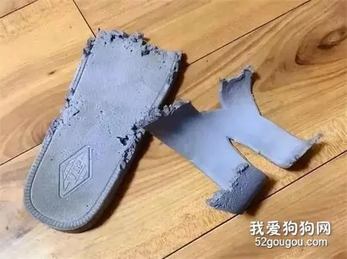 主人拖鞋被咬后疯狂报复狗砸：我要你们血债血偿！