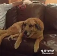 爱犬去世第二天，狗碗里竟多出这个东西...