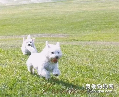 糖宝和暖暖：人类叔叔阿姨，我们究竟做错了什么？你要毒死我们！