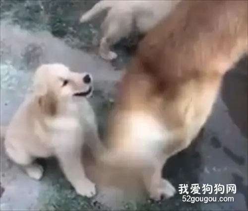 万万没想到，竟然会有被狗尾巴打到晕头转向的一天！