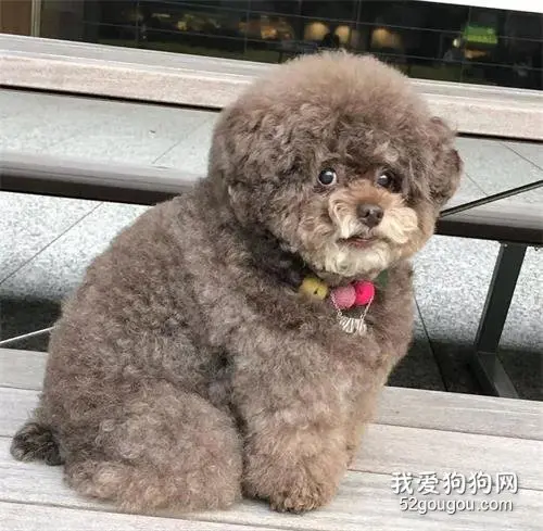 网友偶遇一只“松狮”，刚想摸，就被它回头的样子吓到了