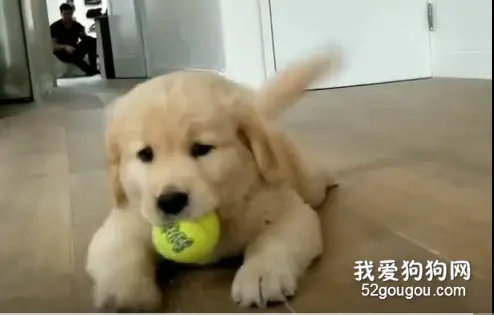 金毛小奶狗，怎么吸都吸不腻！