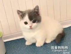 猫咪消化系统的疾病——胃炎、肠梗阻